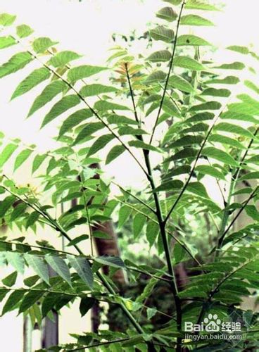 13种别墅园林景观设计所需要的植物