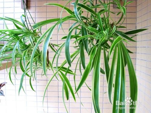 怎样有效的去除装修异味？