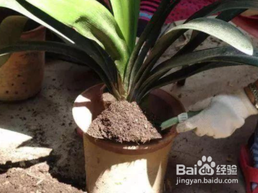 君子兰新叶皱怎么处理