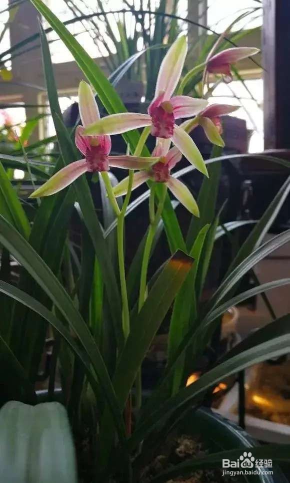 春节4种“兰花”放家里，花开芬芳比香水好闻