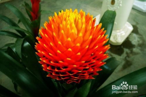 凤梨的养殖方法