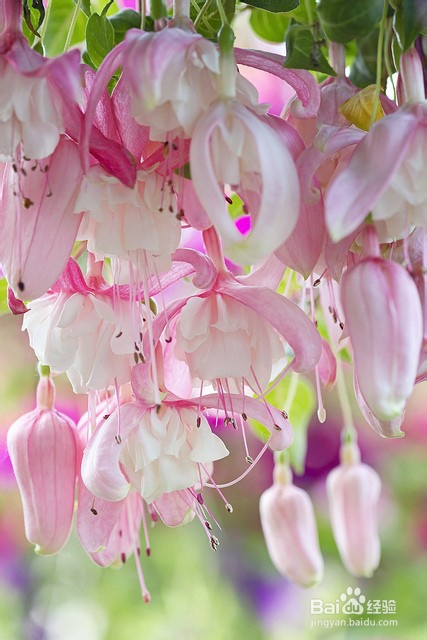 咳嗽是怎么回事呀