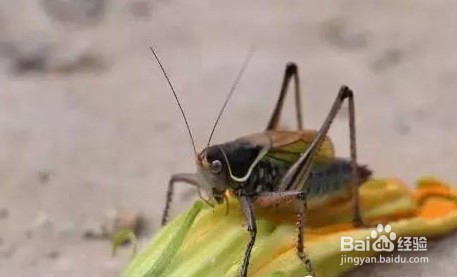 养蝈蝈的七大禁忌