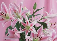 养百合需要注意什么