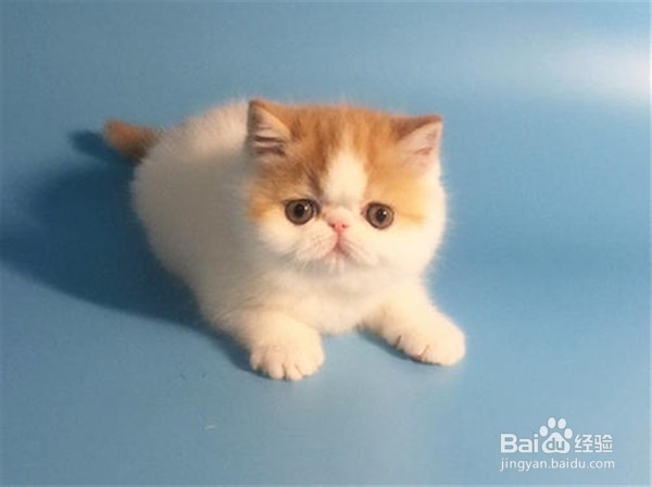 养加菲猫需要注意什么？