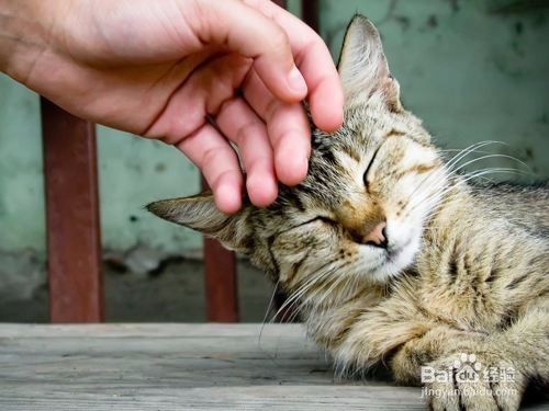 怎样让你的猫咪变乖又听话