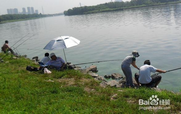 夏季钓鲫鱼钓法及饵料配制