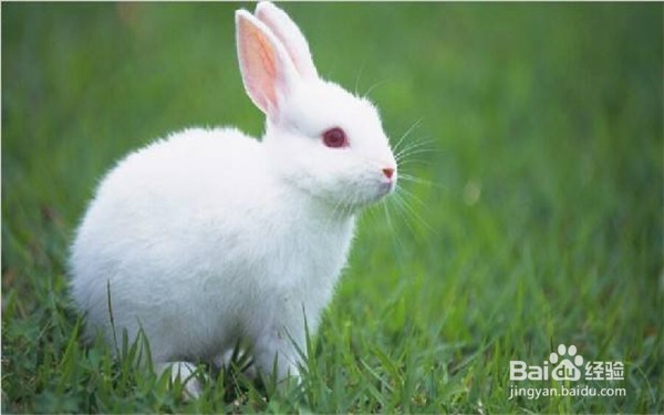家兔繁殖中如何提高繁殖率