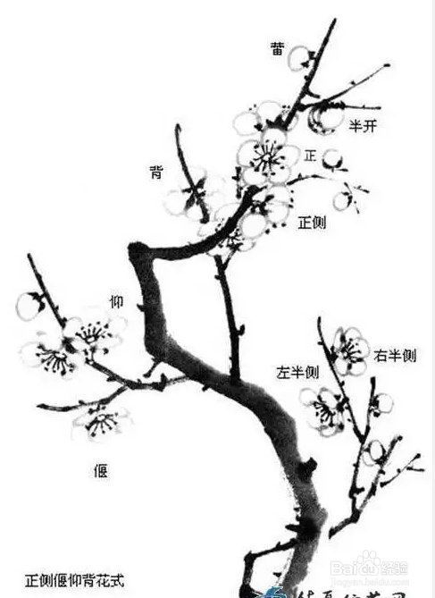 国画梅花的画法攻略
