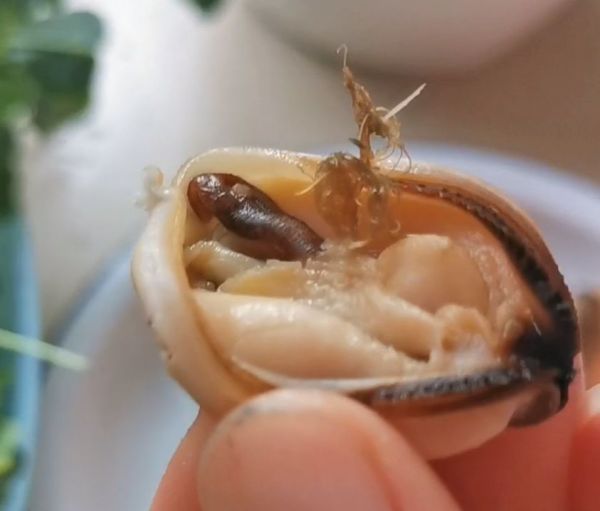 上汤贻贝金花菜