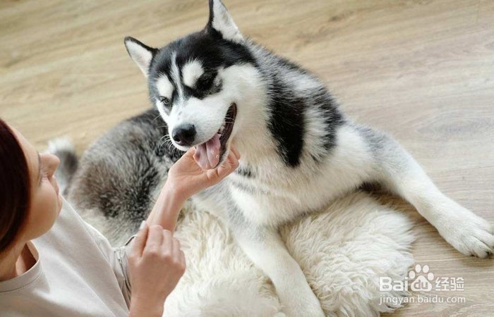 哈士奇护食怎么办