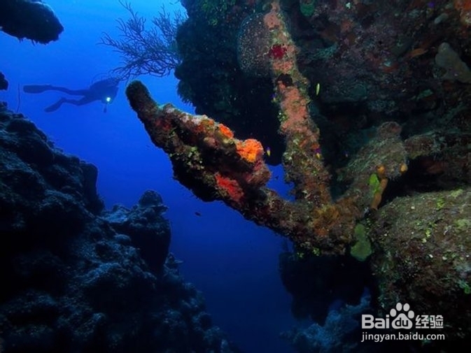 教如何你在水下拍摄有趣的照片