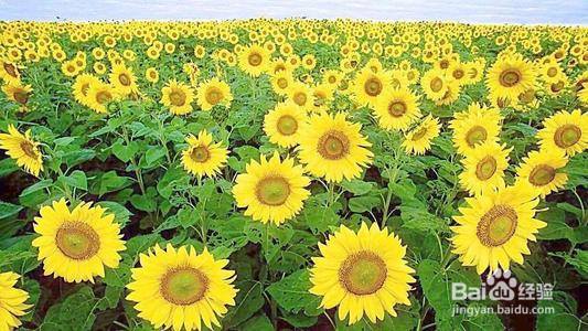 如何有效去除体内的湿气和寒气?