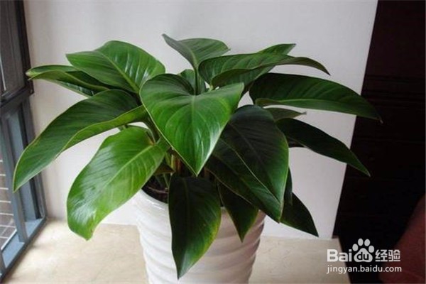 金钻的养殖方法和注意事项有什么？