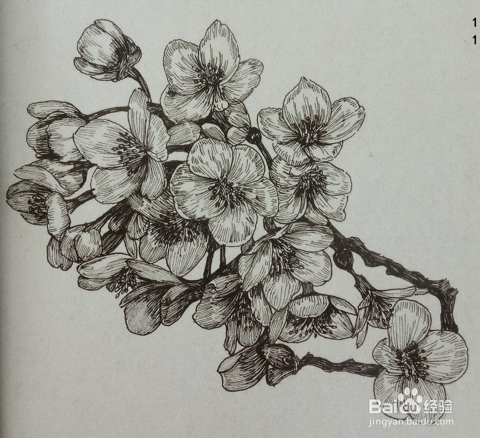 用钢笔绘制一簇桃花的画法