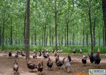 怎样养殖芦花鸡