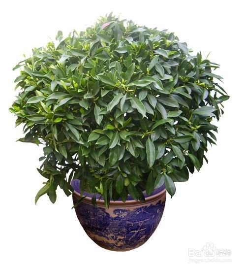 哪些常见的盆景净化室内空气最佳呢