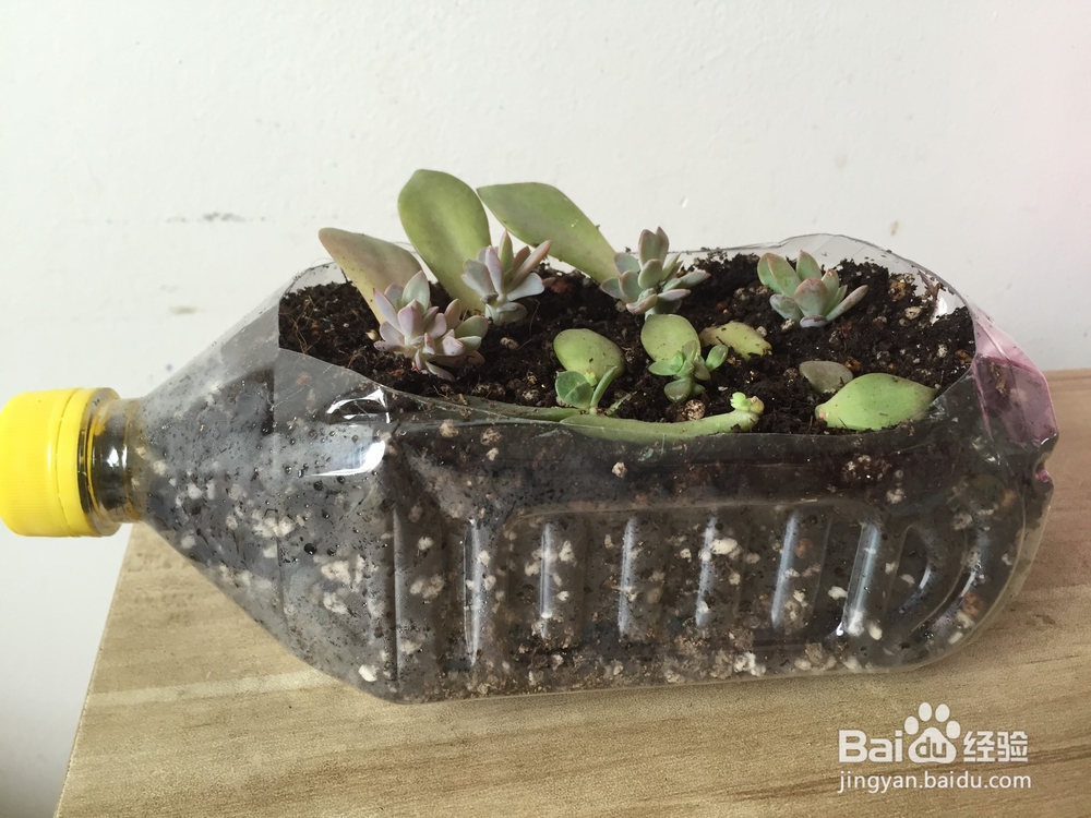 废旧塑料瓶变身小花盆