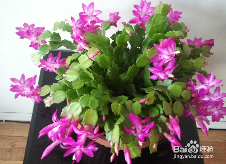 谢召兰花怎么养