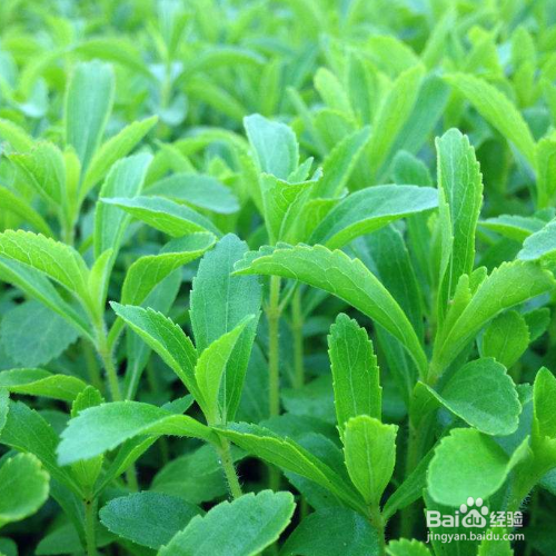 怎么养甜叶菊才能长得更好?