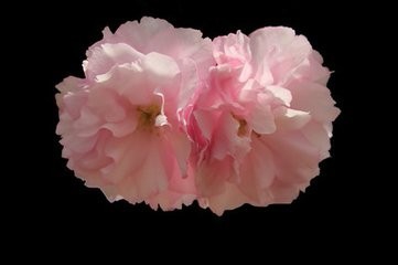 对比一下:痔疮用什么药最有效?