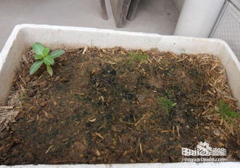 文竹养殖十大注意事项,