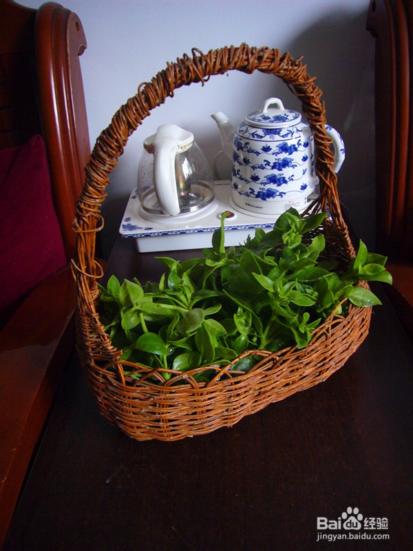 爽口凉菜——生拌穿心莲