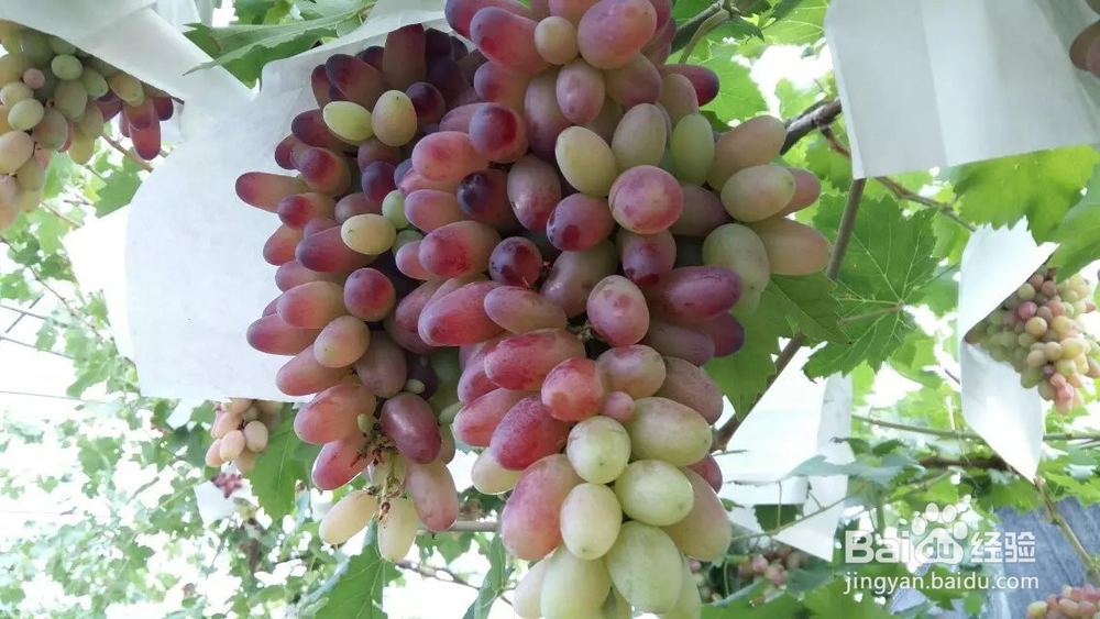 五一出行,成都周边黄龙溪