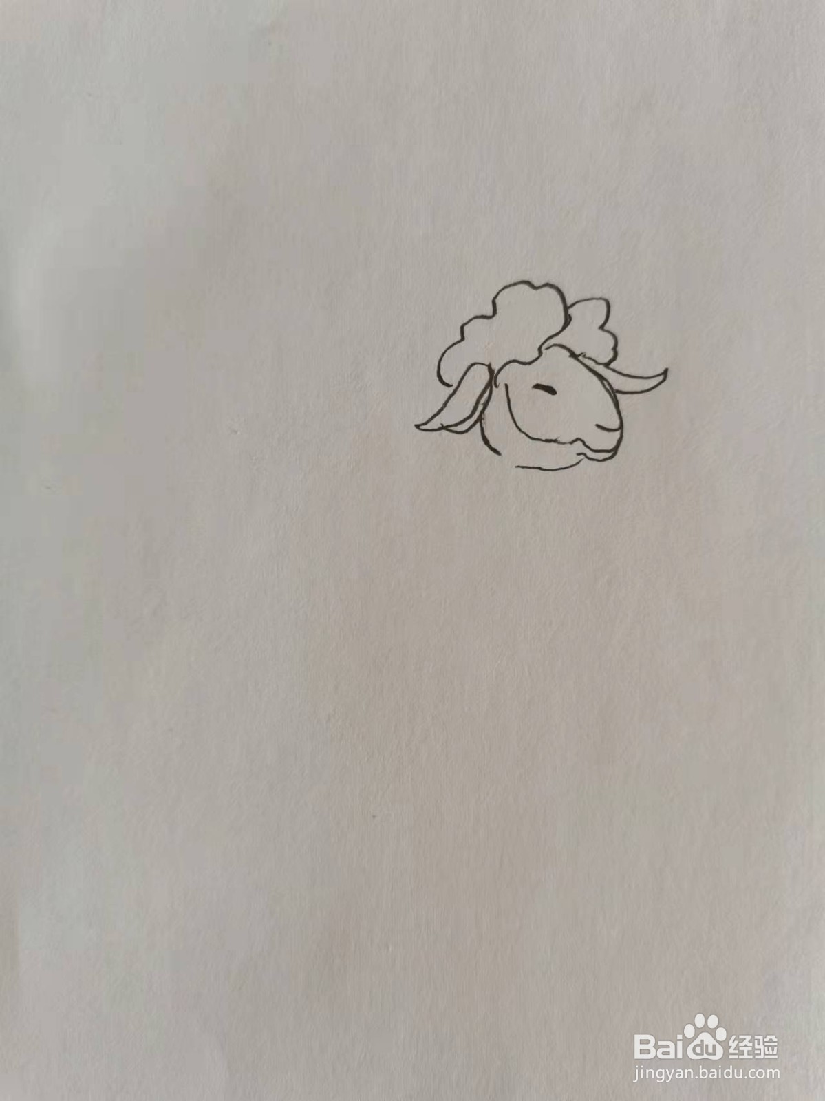 优雅的小绵羊怎么画
