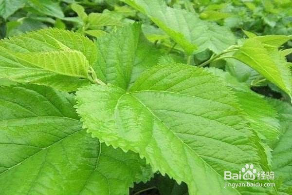 中医偏方中的几个关于减肥的药食材