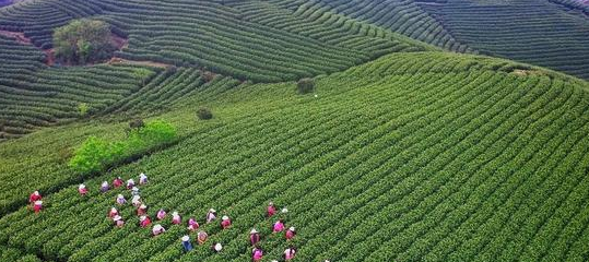 有哪些茶叶基本常识？