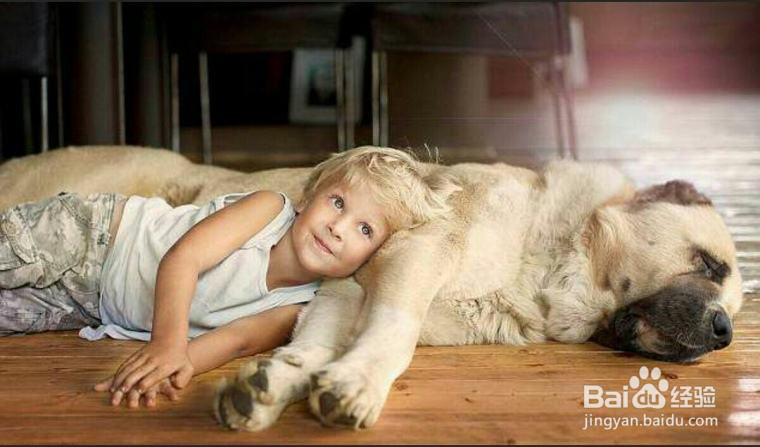 网友拍下的自家蠢汪的搞笑瞬间，这是要成精啊