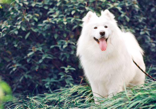 预测狗狗长大后的体型