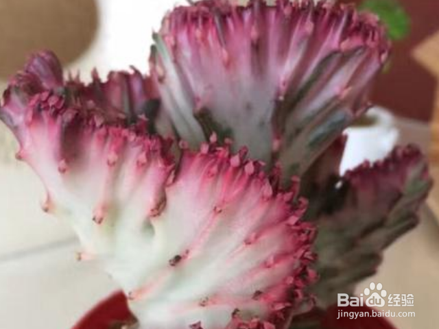 彩麒麟的养殖方法是什么？