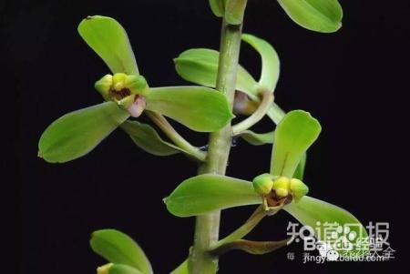 100种兰花品种图鉴，花开瞬间，艳冠群芳！
