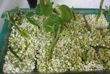 植物扦插指南，随便一根枝就能扦插成活的秘密是什么