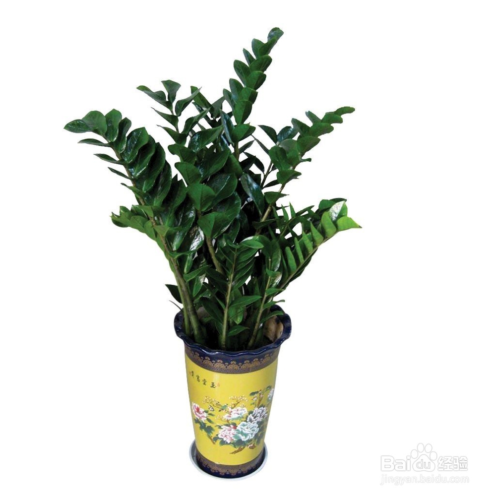 因事外出时盆花无人浇水怎么办