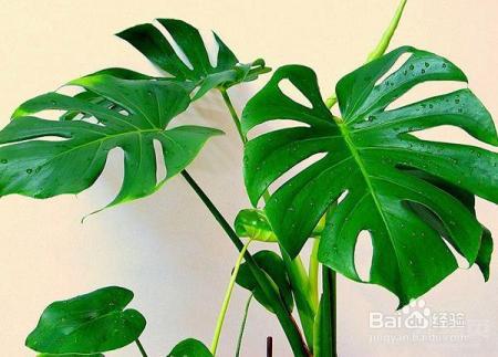 夏天来了,君子兰文竹富贵竹等10种花卉暴晒必死!