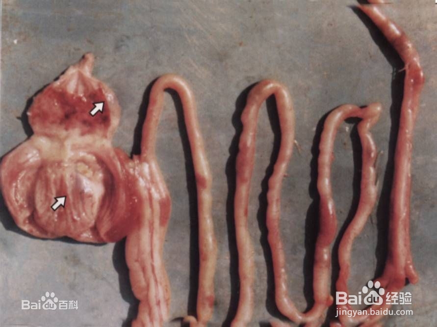 新城疫怎么治疗