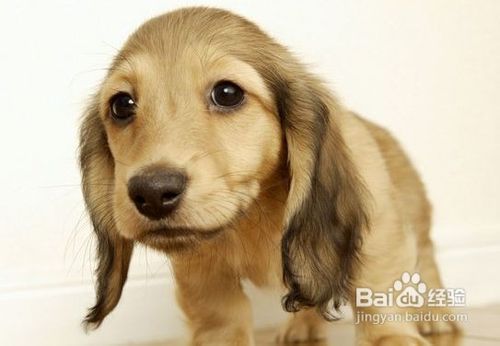 怎样对英国可卡犬美容护理