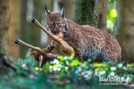 猎豹和欧亚猞猁谁厉害?为什么?