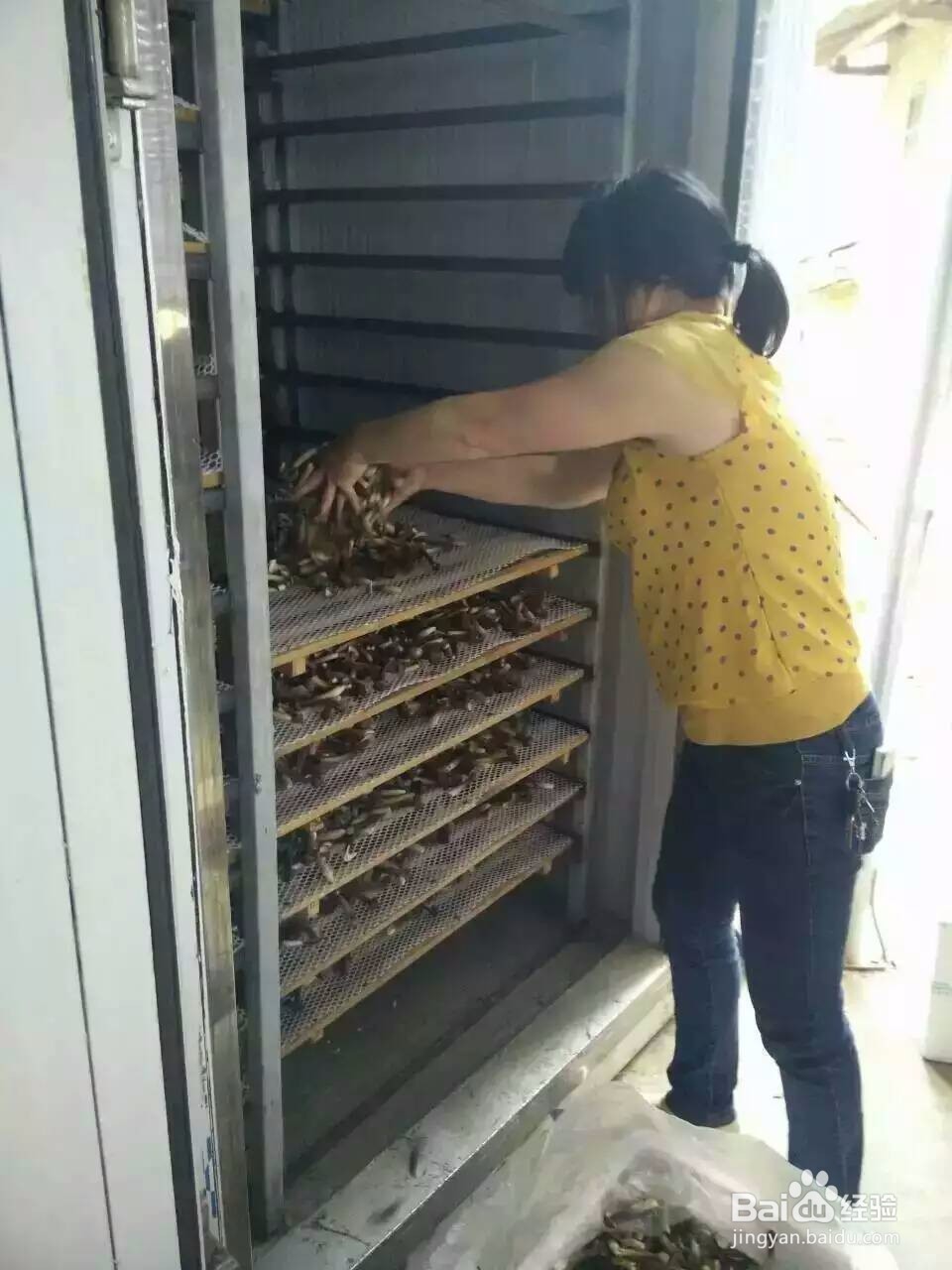 空气能鸡枞菇烘干机黑鸡枞烘干机的烘干效果