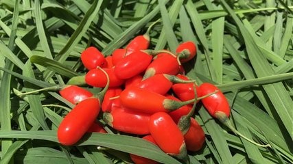 枸杞的作用功效和副作用