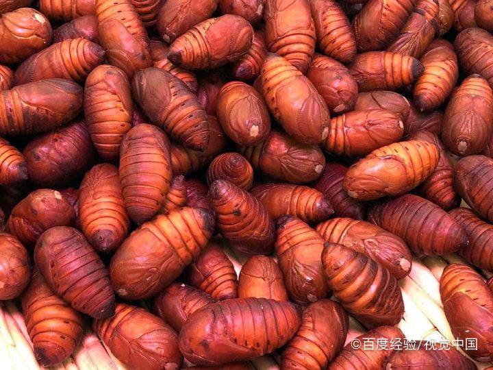 哺乳期能吃蚕蛹吗