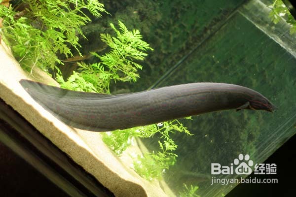 温哥华水族馆:水中舞动的精灵们