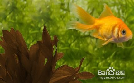 鱼缸去腥味小窍门