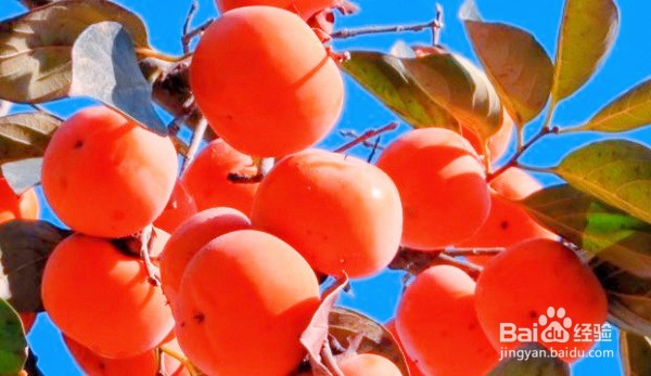 海鲜柿子同时吃会影响身体健康吗？