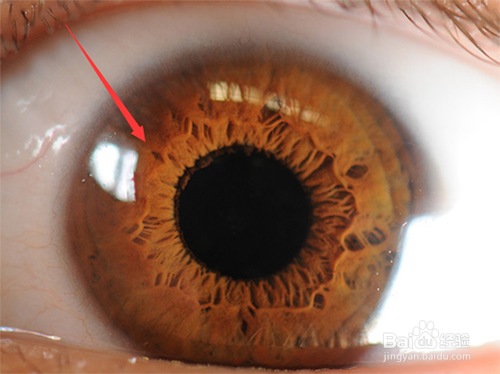 虹膜识别真的比指纹识别安全吗?