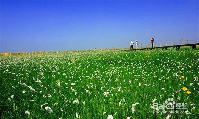 五花草甸风景区旅游怎么样