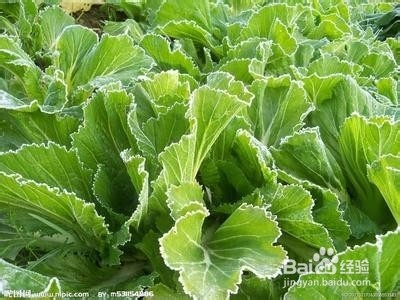 不是所有蔬菜都适宜生吃的